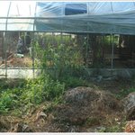 (펌)희망해 모금 시작. 한결보호소입니다.