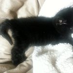 (냥이판)---꼬물꼬물3개월-   <b>내사</b>랑 까망콩 망콩 망망콩