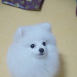 개인가?? 고슴도치같은디??