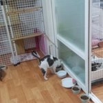 천안 쉼터에 새로 들어온 아이들을 소개할께요