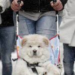 사람보다 <b>팔자</b> 좋아보이는 동물들