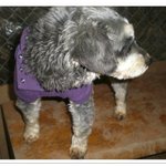 (펌)12/19일 유기견 보호소 <b>아산</b> 천사원 두번째 이야기