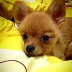 <b>come</b> back ~ '포메-포리' 오랜만이네요^^