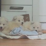 (흰콩판)<b>집안</b>에서 사모예드 키우기 4탄