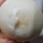 엽기 <b>양파</b>.jpg