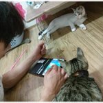 [길냥마늘네] [판에서 만난 마늘이] 너네! 너무 <b>닭살</b>이야 >.<!!