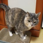 [김괭] 김고양이 스물 <b>다섯</b>번째