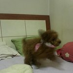 우리집 막둥이를 소개합니다:<b>d</b>