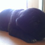 귀염터지는 강아지짤 <b>투척</b>하고간다. 눈정화타임이다