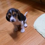 111비굴한 비글 초코송이 초코111