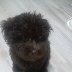 [푸들판-스압주의] 똥꼬발랄극치 콩! <b>보리</b>! 이야기