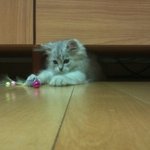 펠샨초코 02)  변기에 쉬싸는 고양이 초코