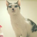 냥판] 강낭콩알 드디어캣타워!!! 21편