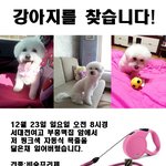 [강아지를찾습니다] 대전분들 꼭 봐주세요!!!!