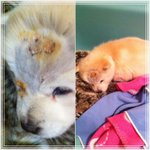 똥강아지는 길에서 죽어도 되는 생명일까요..?