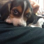 움짤움짤)222<b>비굴</b>한 비글 초코송이 초코222