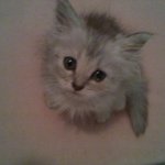 [냥판] 내 이쁜 <b>샤샤</b>를 소개합니다.