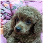 (푸들판) 저희집 사고뭉치 모녀를 소개함미당!!! (스압주의,사진有)