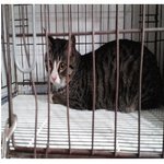 주인에게 버림받고 내일 안락사 당하고...ㅠㅠ