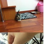 귀여운 앙마^^^ 아기고양이를 소개합니다~~