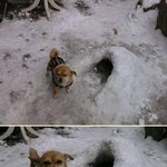 이게 집이냐 주인 <b>xx</b>끼야 [첼]