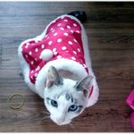 [길냥마늘네] [판에서 만난 마늘이] 마늘산타 비비<b>돌프</b>(움짤有)