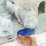 [고양이판] 귀여운 새끼고양이 유자