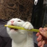 사람처럼 행동하는 <b>울집</b> 고양이 ㅋㅋㅋㅋㅋㅋㅋㅋㅋㅋㅋㅋ