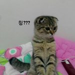 <냥톡>접힌귀가매력적인<b>폴드</b>냥이 2번째