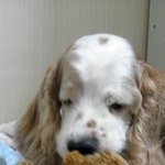 스파니엘 키우기 어렵지 않아요