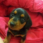 사진투척) 닥스훈트 키우기 에피소드 2번째 이야기~