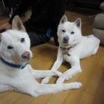 [가비두비20탄]사람인지 개인지 헷갈리는 똥꼬발랄우리집멍멍2들을...