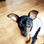 (미니핀) <b>완두</b>완두완두