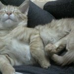 태풍속에서 구조 되었던 태풍이(<b>삐약이</b>)의 좋은 엄마아빠를 모십니다~...