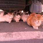 불쌍한 네마리 이제 곧 보호소로 갑니다