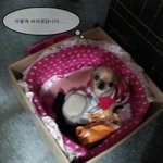 <b>한</b>파속에 무참히 버려진 티<b>컵</b> 치와와가 있어요....ㅠㅠ