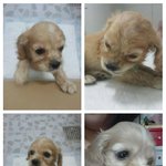2개월된 코카 <b>오뎅이</b>를 소개합니당~