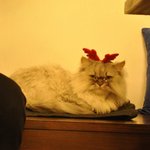 [<b>나옹</b>판] 동글동글 개냥이 순심이의 하루.2