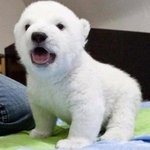 하얀게 매력인 <b>동물</b> 모음