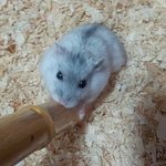 [햄스터판] 우리집 귀염둥이 크림치즈아잉~