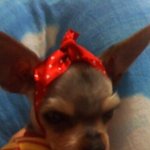 -<b>찡찡이</b> 의 배고푼 시절-