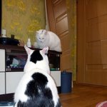 [냥판] 대두김용배의 2년7개월만의 깨달음