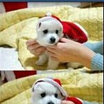 천사같은 스피츠 <b>난이</b>