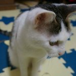 냥판] 강낭콩알 별일없는<b>콩알</b> 22편