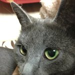 <b>러블</b> 추냥이판 4탄! 추냥이 꼬마신랑 되다^^