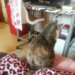 [김괭] 김고양이 스물 여섯번째!