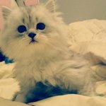 인형같은 우리<b>제리</b>를 소개합니당