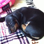 반전 닥스훈트 개<b>소망</b> -전국의 닥스훈트에게 도전장