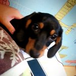 사진 有 !!!!!!!!!!!!!!!!!!!!!!!!! 닥스훈트...