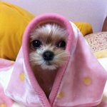 <b>미미</b>와 초코의 동거이야기.